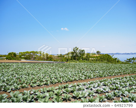 Field (spring) 64923799