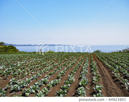 場(春天) 場(春天) 64923801