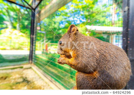 Japanese Squirrel [Gifu Prefecture] 64924296