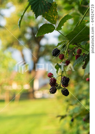 ripening blackberry in a garden 64924719