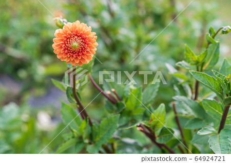 Background with an orange flower  64924721