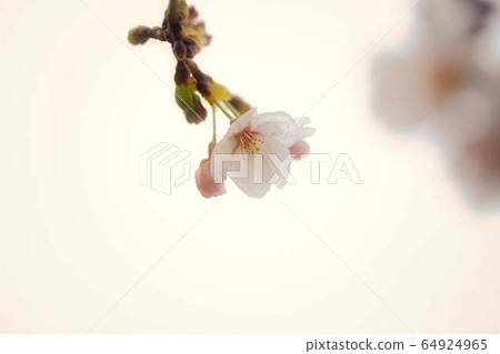 Sakura 9 Sakura 9 64924965