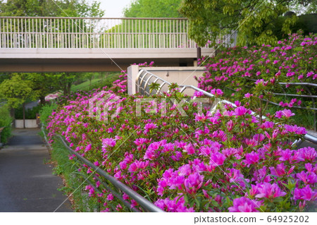 杜鵑花季節清晨的鶴卷西公園 杜鵑花季節清晨的鶴卷西公園 64925202