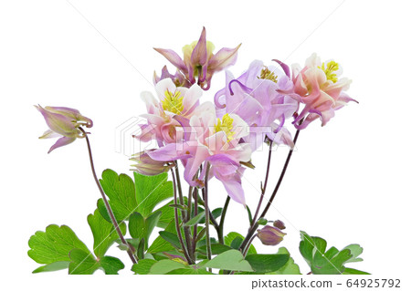 [Aquilegia] (focus stacking) 64925792