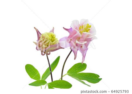 [Aquilegia] (focus stacking) 64925793