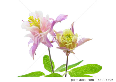 [Aquilegia] (focus stacking) 64925796