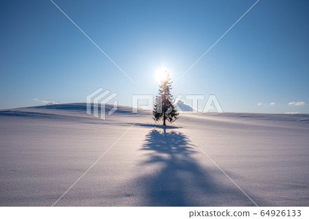 Sun and Christmas tree tree 64926133