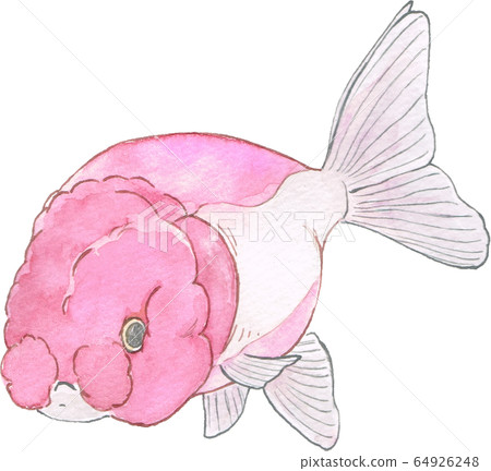 Ranchu [single item] 64926248