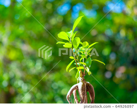Plants of the window side Plants of the window side 64926897