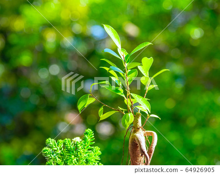 Plants of the window side 64926905