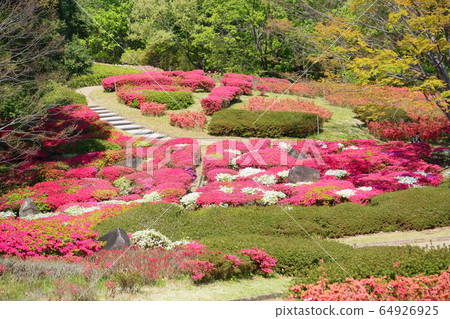 杜鵑花的花 64926925