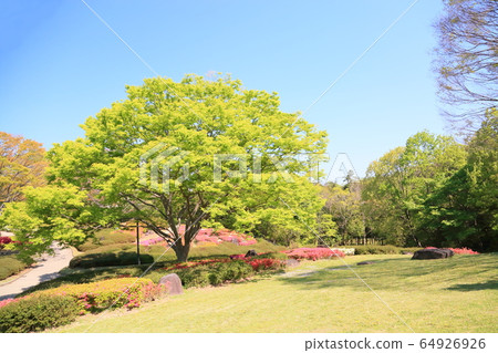 新鮮的綠色公園櫸樹 64926926