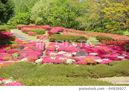 杜鵑花的花 64926927