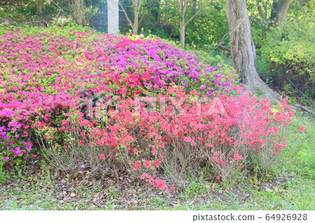 久留米杜鵑花 久留米杜鵑花 64926928