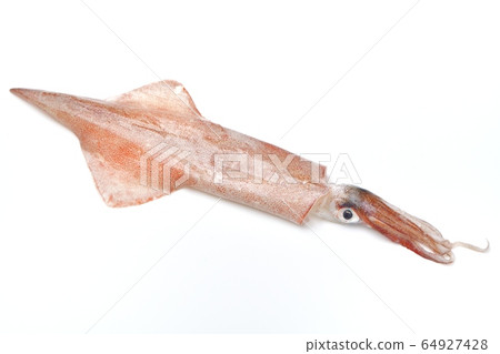 國產“烏賊”。對於新鮮的生魚片可以,魷魚,魷魚,魷魚,海鮮。未經煮熟和未加熱。 國產“烏賊”。對於新鮮的生魚片可以,魷魚,魷魚,魷魚,海鮮。未經煮熟和未加熱。 64927428