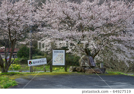 櫻花盛開的里山農場鄉村風光 櫻花盛開的里山農場鄉村風光 64927519