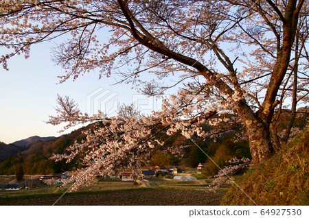 Mikawachi Satoyama Rural Landscape Evening View with Cherry Blossoms Mikawachi Satoyama Rural Landscape Evening View with Cherry Blossoms 64927530