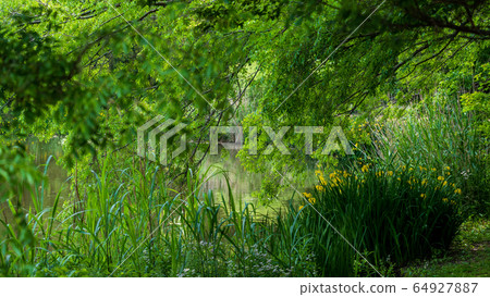 玉市鮮綠色沼沼自然公園 玉市鮮綠色沼沼自然公園 64927887
