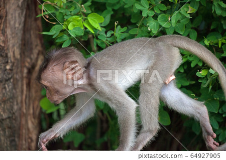 Cute monkey Cute monkey 64927905