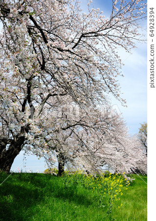 Senja cherry tree 64928394