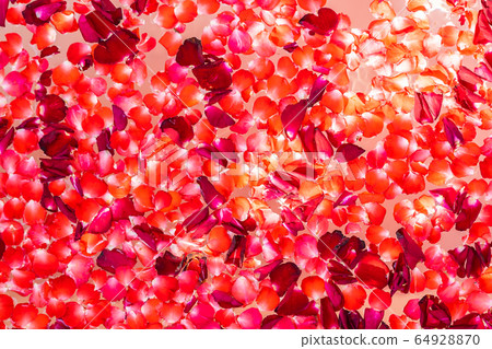 Red rose flower on water in bathtub decoration interior Red rose flower on water in bathtub decoration interior 64928870