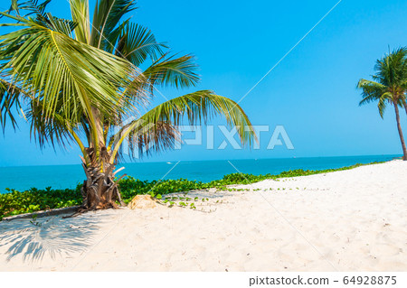 Beautiful tropical nature of beach sea ocean bay around coconut palm tree 64928875