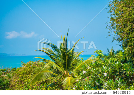 Beautiful tropical nature of beach sea ocean bay around coconut palm tree Beautiful tropical nature of beach sea ocean bay around coconut palm tree 64928915