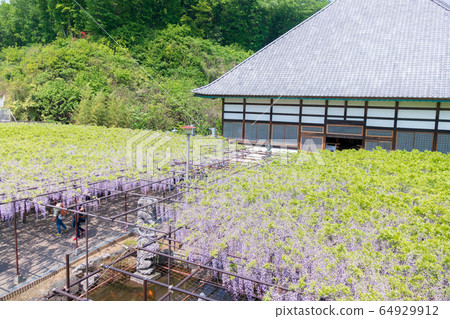 Sa玉縣本莊市千泉寺的藤田 Sa玉縣本莊市千泉寺的藤田 64929912