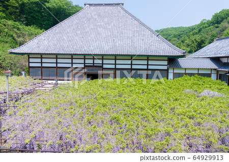 Sa玉縣本莊市千泉寺的藤田 Sa玉縣本莊市千泉寺的藤田 64929913