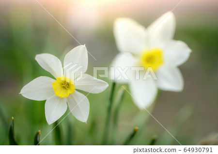 Spring flower narcissus 64930791