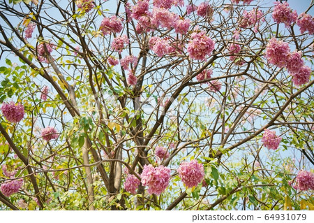 Cherry blossoms in Thailand, momoiro nousen, yellowtail beniusen, pink tecoma, honpu pantip Cherry blossoms in Thailand, momoiro nousen, yellowtail beniusen, pink tecoma, honpu pantip 64931079