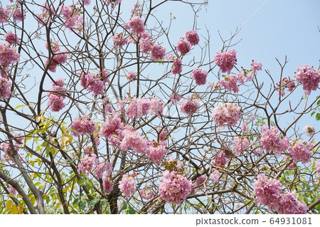 Chompoo Pantip in Thailand (Thai cherry blossom “Chonpo Pantip”) Chompoo Pantip in Thailand (Thai cherry blossom “Chonpo Pantip”) 64931081