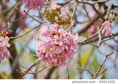 Chompoo Pantip in Thailand (Thai cherry blossom “Chonpo Pantip”) 64931082