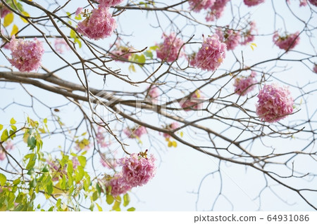 Thai cherry blossom, Chompoo Pantip (ชมพูพันธุ์ทิพย์/Chompoo Pantip) 64931086