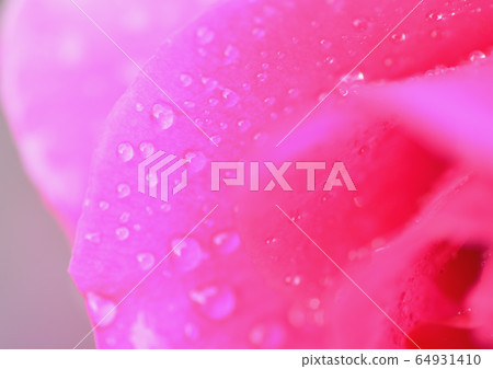 玫瑰5 玫瑰5 64931410