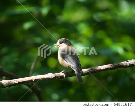 Yamagara沒有幼鳥 64931617