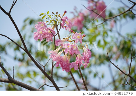 Thai cherry "Chompoo Pantip, Tabebuia rosea" 64931779