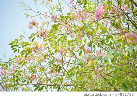 香波Pantip（Tabebuia rosea，粉紅色Tecoma） 64931786