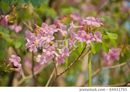 Thai Cherry "Chompoo Pantip, ชมพูพันธุ์ทิพย์" 64931793