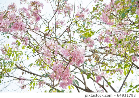 momoironouzen, pinkutekoma, cherry blossom 64931798