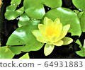 蓮花1 64931883