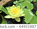 蓮花2 64931887