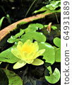 蓮花3 64931889