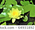 蓮花4 64931892
