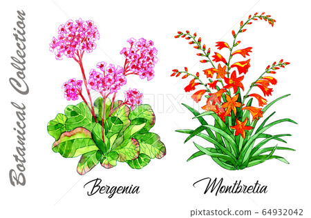 Design set of Bergenia and Montbretia flowers isolated on white. Watercolor hand drawn botanical illustration with floral elements. See my full collection of plants 64932042