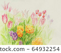 Tulip field watercolor 64932254