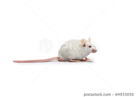 White mouse White mouse 64933050