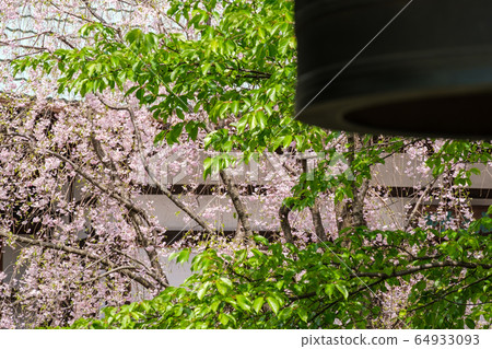 Cherry blossoms and hanging bells Cherry blossoms and hanging bells 64933093