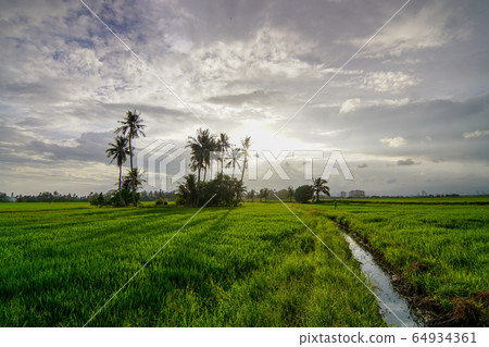 Amazing sky at paddy field. Amazing sky at paddy field. 64934361