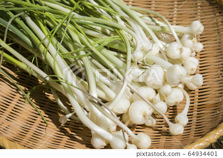 Nobil的Nobiru野草收穫的圖像 64934401